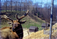 Reindeer at the original Rochester Zoo (1950's)